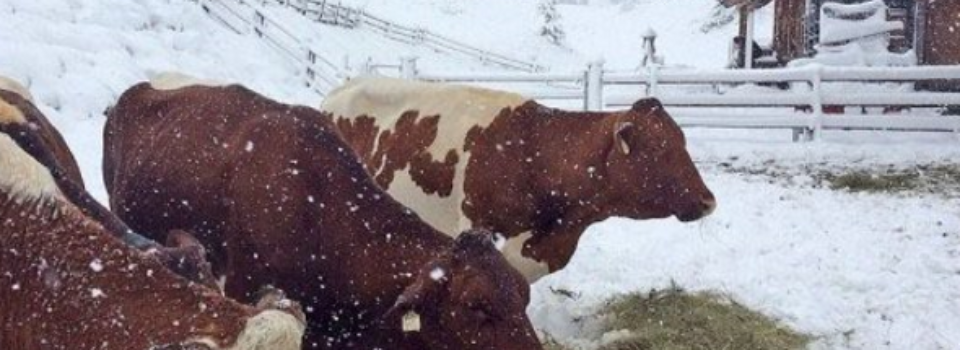 Alps_snow