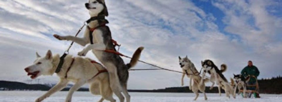 Dog_transport