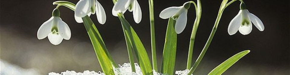 Snowdrops