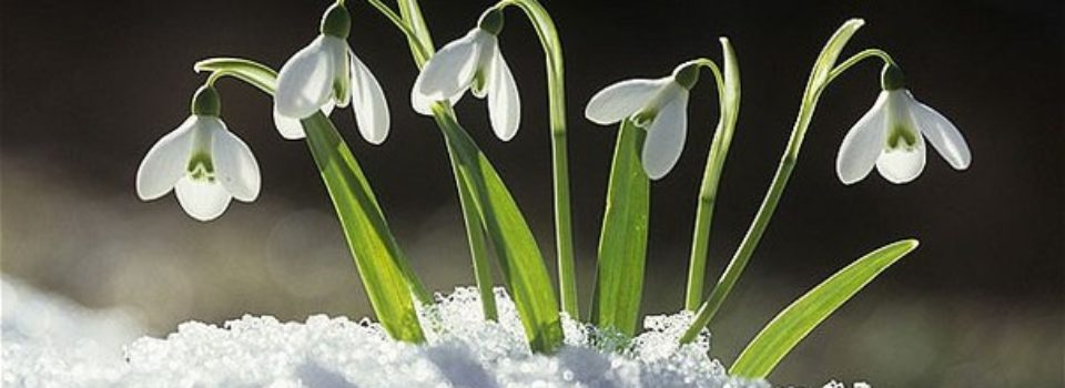 Snowdrops